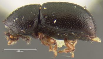 Media type: image;   Entomology 31284 Aspect: habitus lateral view